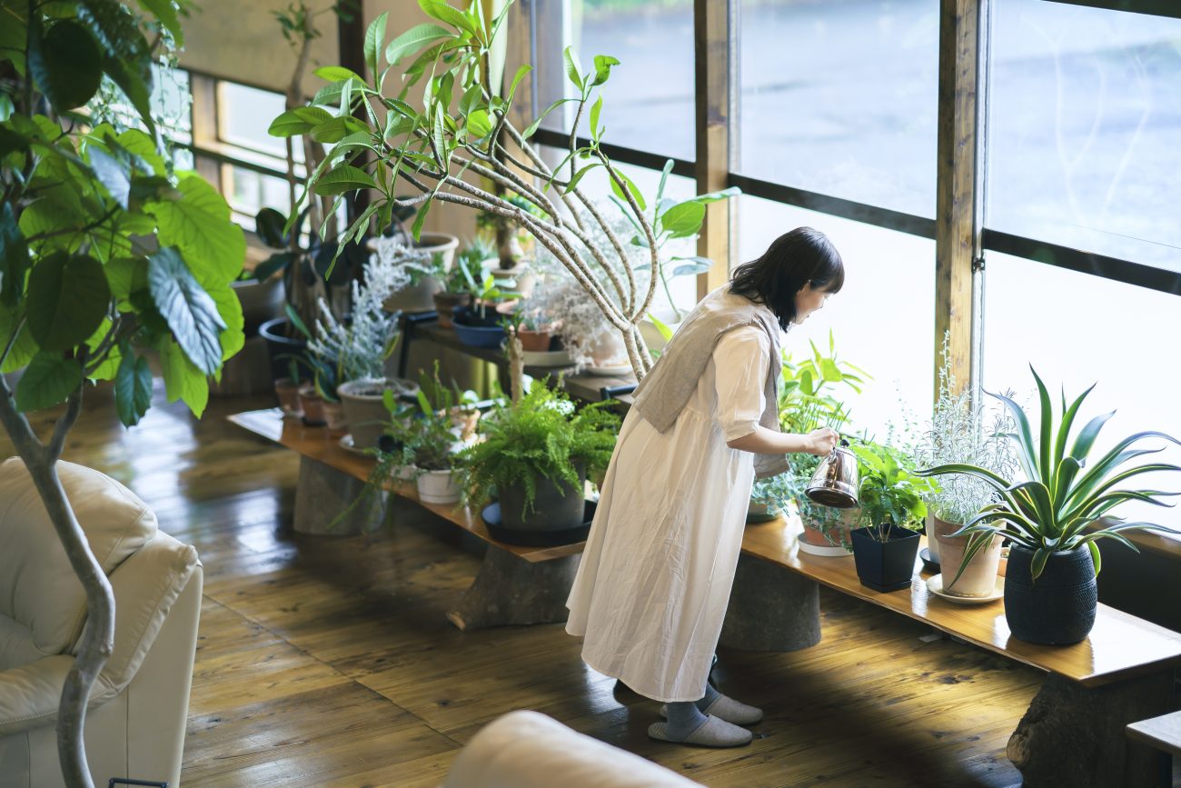 リビングルームにおすすめ観葉植物の選び方 空間に彩りを与えるポイント アーキトリップ建築設計事務所